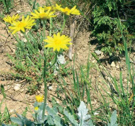 Senecio lorentii