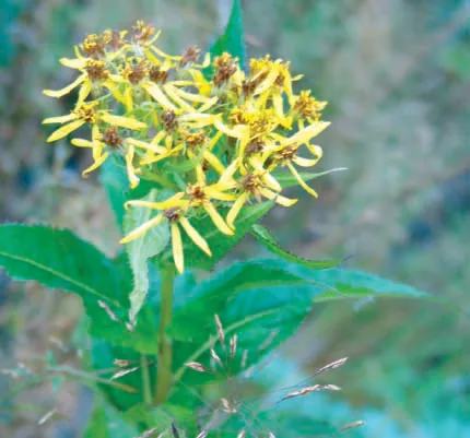 Senecio nemorensis