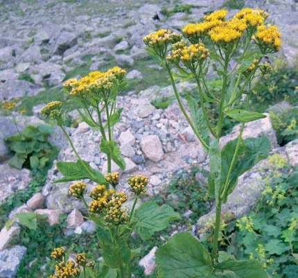 Senecio platyphyllus