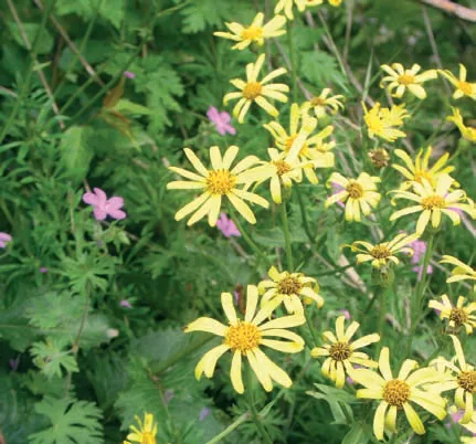 Senecio trapezuntinus