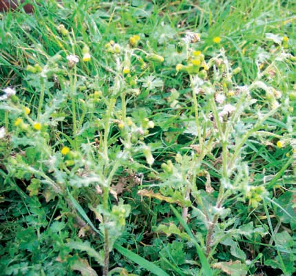 Senecio vulgaris