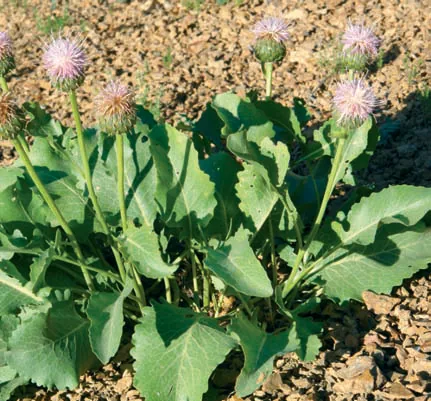Serratula serratuloides