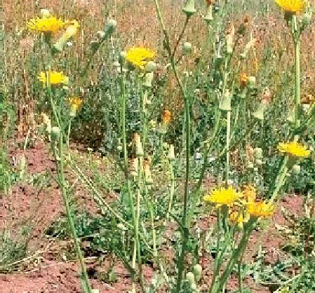 Sonchus arvensis