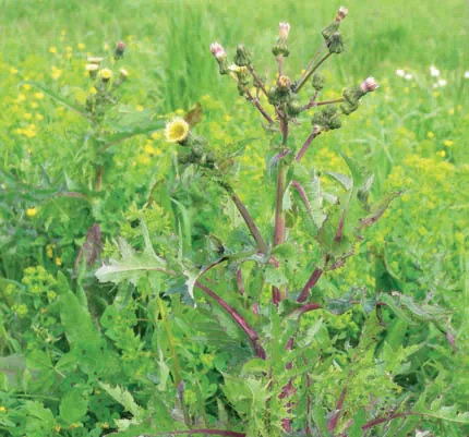 Sonchus oleraceus