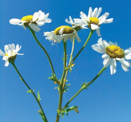 Tanacetum punctatum