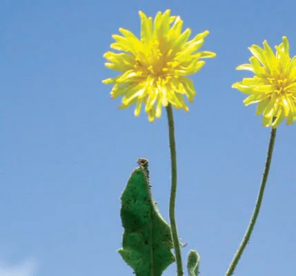 Taraxacum androssovii