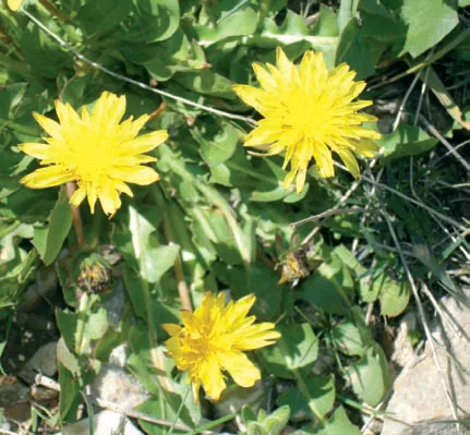 Taraxacum phaleratum