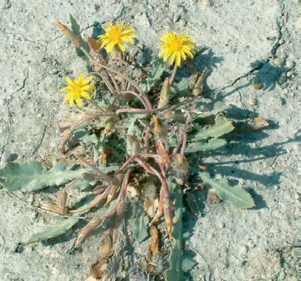 Taraxacum farinosum