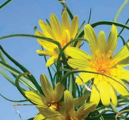 Tragopogon buphthalmoides