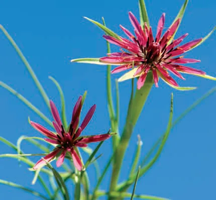 Tragopogon reticulatus