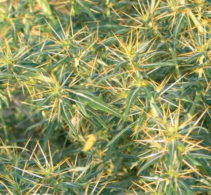 Asteraceae
