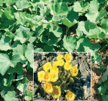 Tussilago farfara