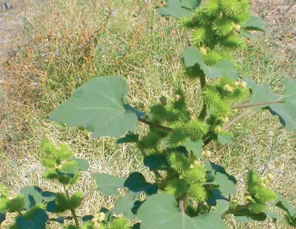 Xanthium strumarium
