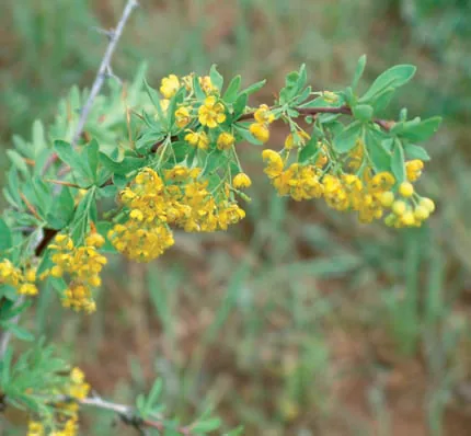 Berberis crataegina