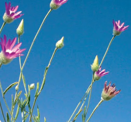 Xeranthemum annuum