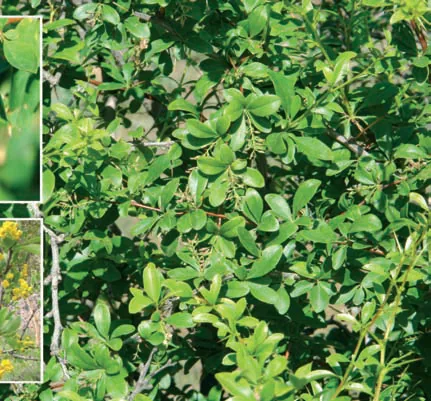 Berberidaceae