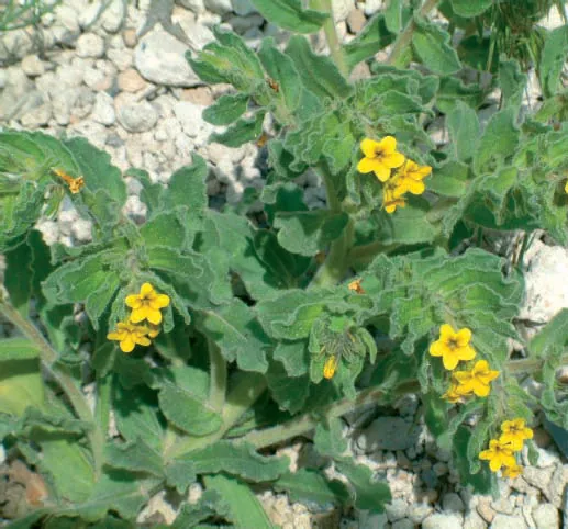 Alkanna orientalis
