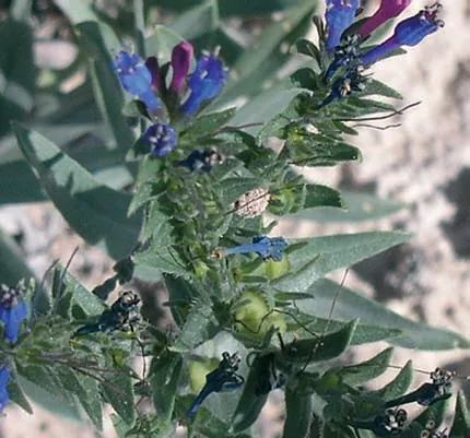 Alkanna pseudotinctoria