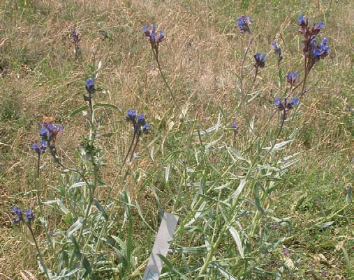 Anchusa leptophylla