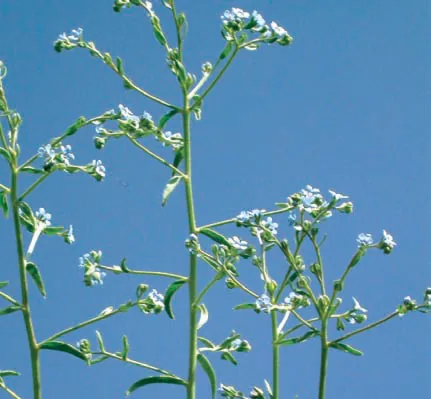 Buglossoides incrassata