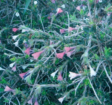 Lithodora hispidula