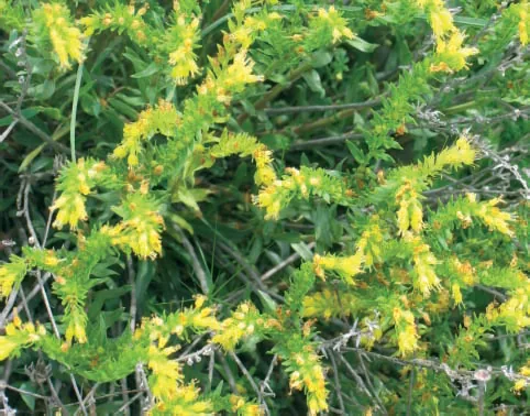 Moltkia aurea