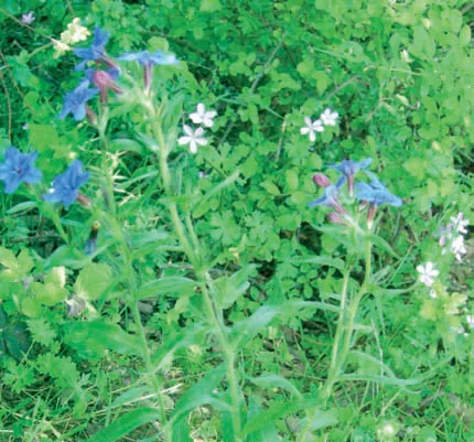 Lithospermum purpurocaeruleum