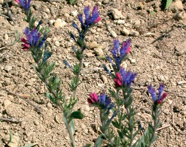 Moltkia coerulea