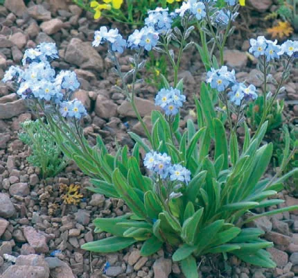 Myosotis alpestris