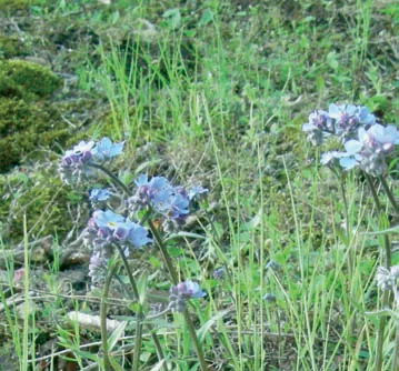 Myosotis laxa