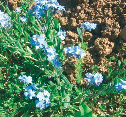 Myosotis lithospermifolia