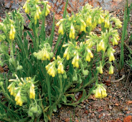 Onosma bornmuelleri