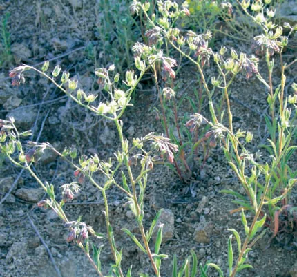Paracaryum racemosum