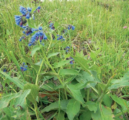 Symphytum asperum