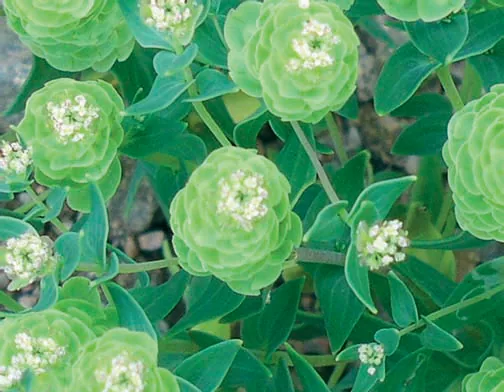 Aethionema arabicum