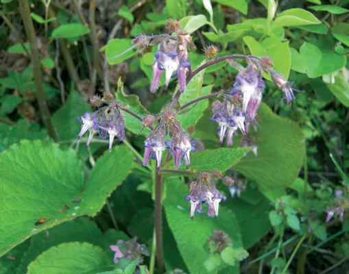 Trachystemon orientalis