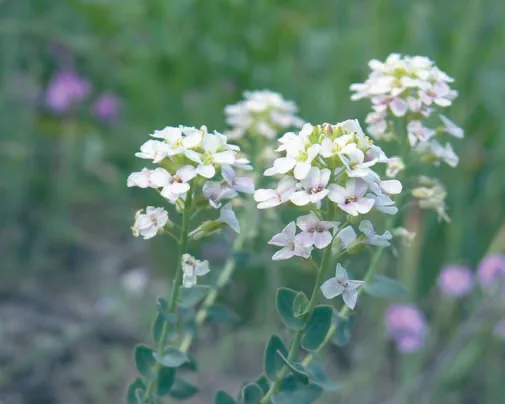 Aethionema cordatum
