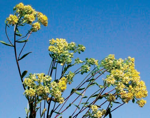 Alyssum murale