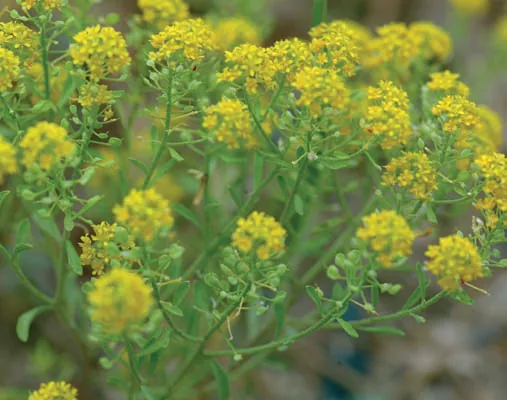 Alyssum pateri