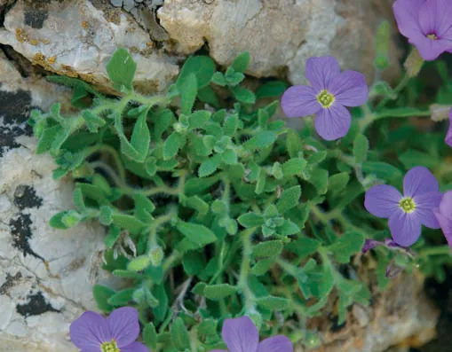 Aubrieta deltoidea