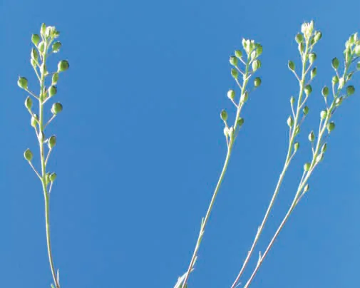 Aurinia rupestris
