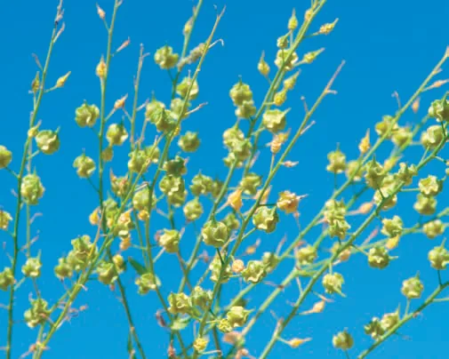 Boreava orientalis