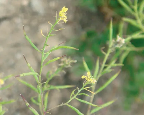 Brassica nigra