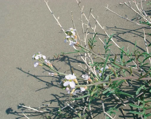 Cakile maritima