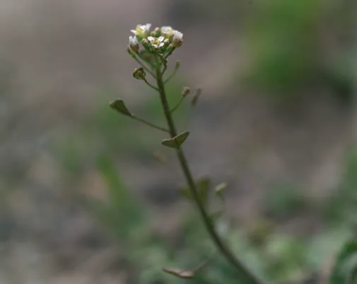 Capsella bursa-pastoris
