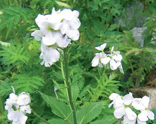 Cardamine quinquefolia