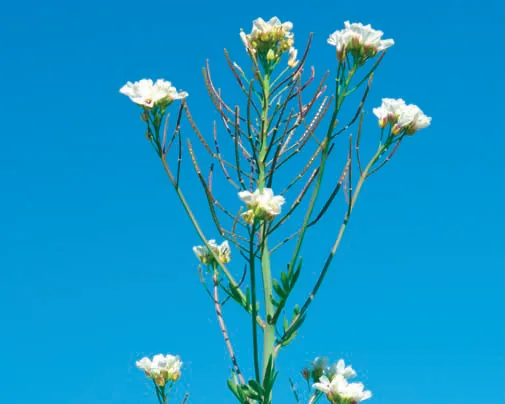 Cardamine uliginosa