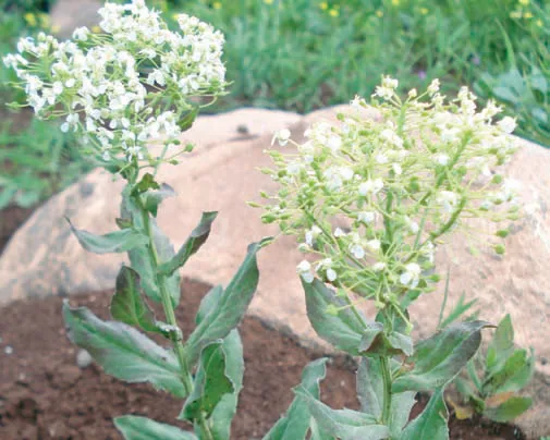 Cardaria draba subsp. chalepensis