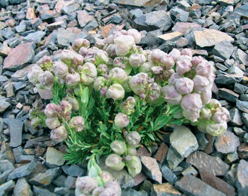 Coluteocarpus vesicaria