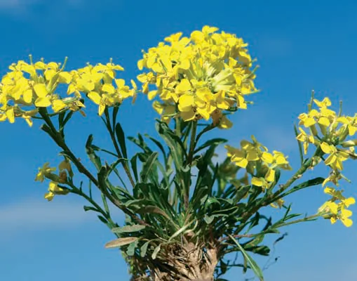Erysimum sintenisianum